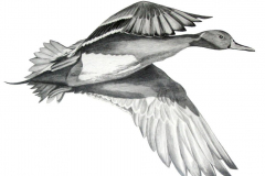Pintail