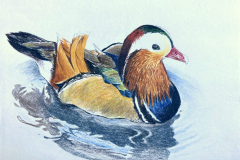 Wood-Duck-scaled