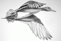 big_pintail